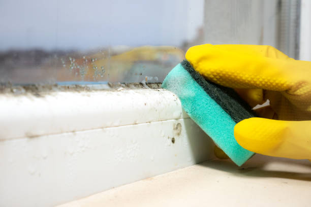 Best Local Mold Removal Service  in Tano Road, NM